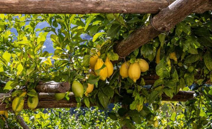 El truco del clavo en el limonero: para qué sirve y cómo aplicarlo