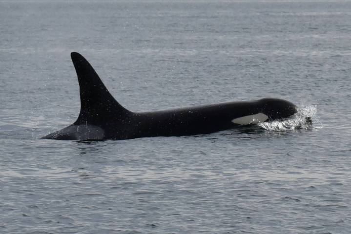 Take part in orca recovery action