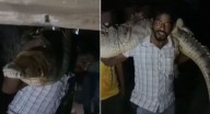 Man carries 8-foot crocodile on shoulder after rescue officials fail to arrive