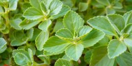 Qué planta es más efectiva para desintoxicar el hígado graso y mejorar la salud hepática con tomas por la mañana