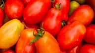 How to get the best results from tomato seedlings plus a 'weird' aspirin tip