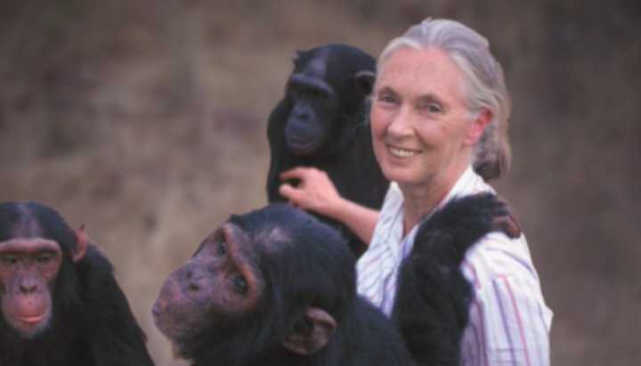 Famosa etóloga Jane Goodall estuvo en Chile