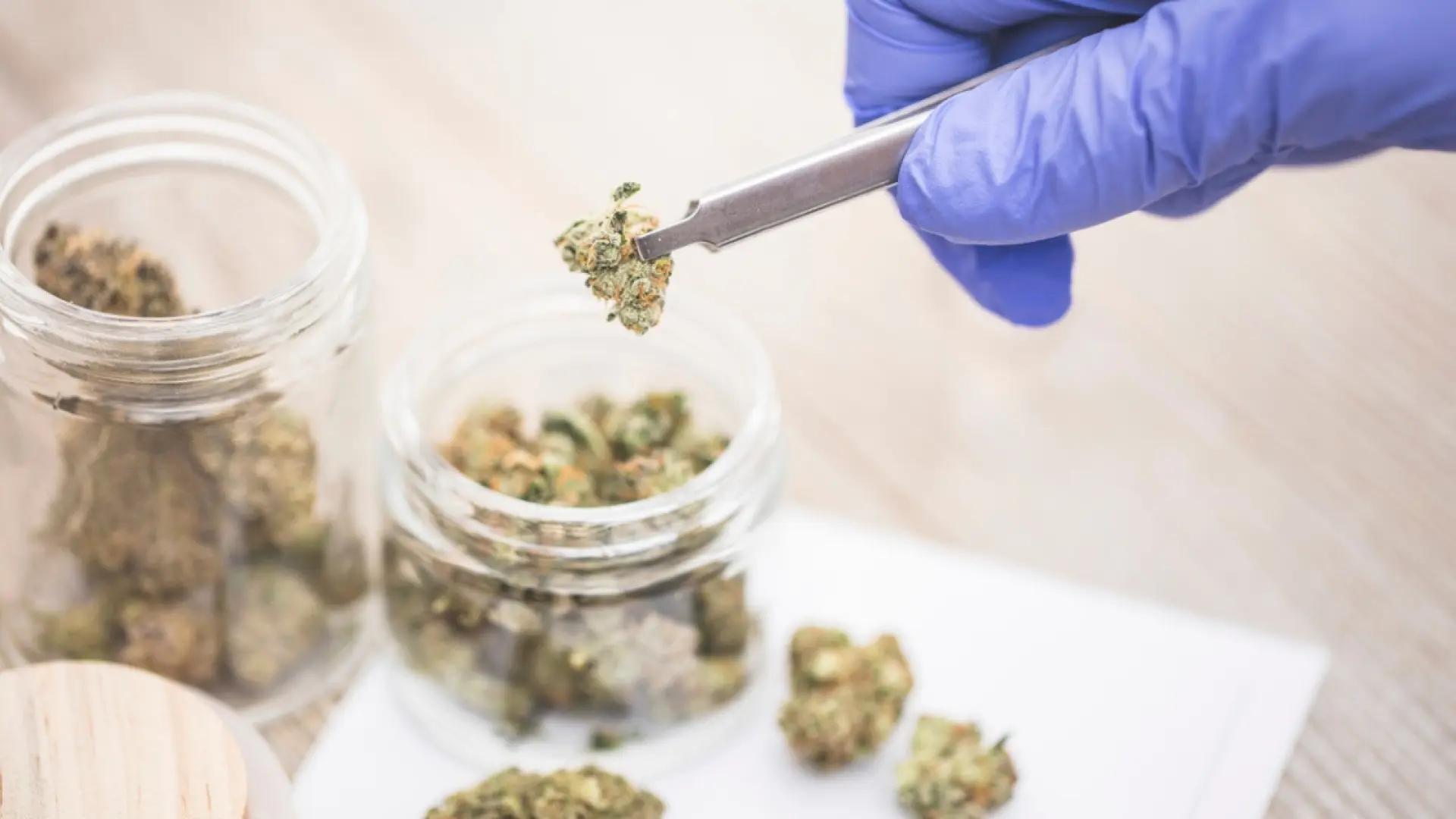 El Gobierno aprueba el uso medicinal de cannabis en casos donde los tratamientos convencionales no son eficaces