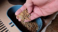 El gusano de la harina, la nueva proteína que alimentará a cerdos, tencas y perdices en Extremadura