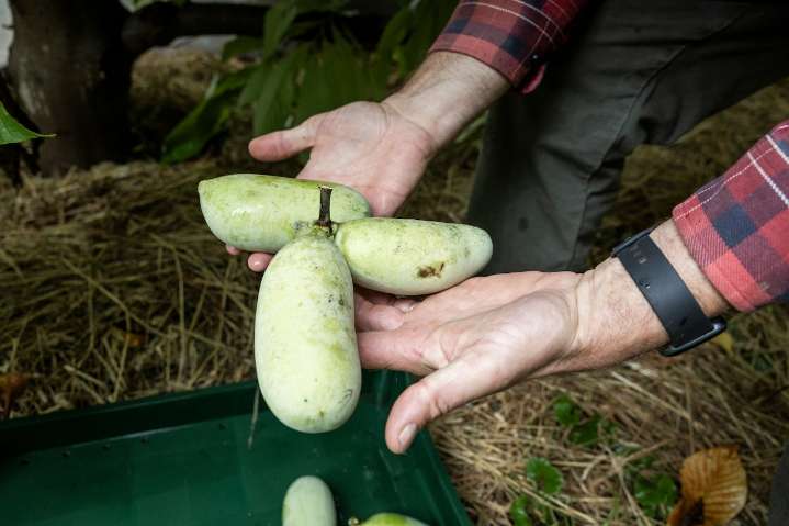 What does a pawpaw taste like? We tried the native North American fruit