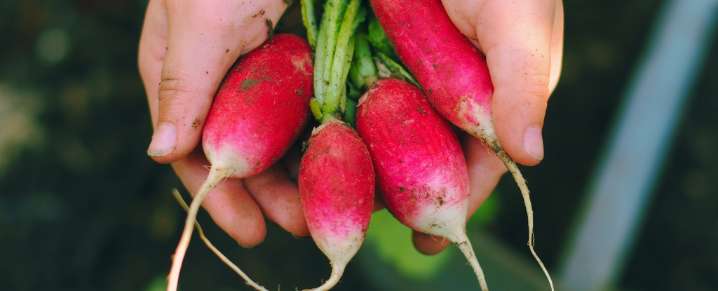 Your Fresh Vegetables Could Be Sucking Up Plastic Right From The Soil