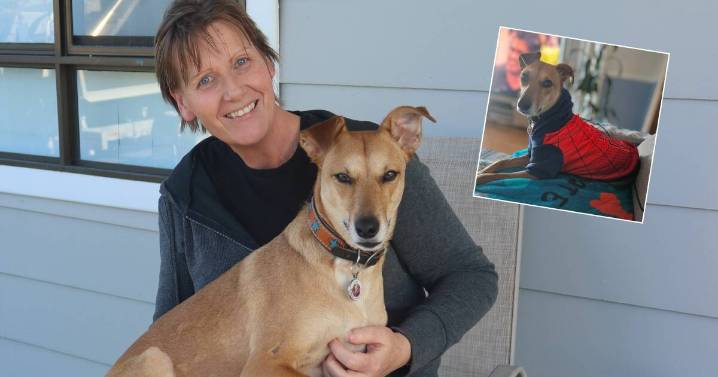 Matey finds a forever home through RSPCA's Pillow Paws program