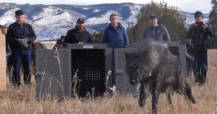 Trump administration tells Colorado to stop importing wolves from Canada