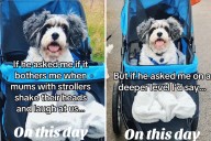 Woman’s Powerful Message to Those Who Judge Her for Pushing Dog in Stroller