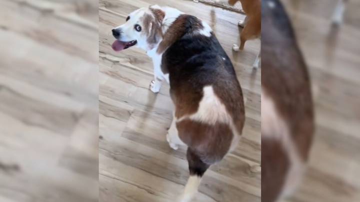 Virginia Pup’s Weight Leaves The Internet In Shock As Rescuers Help Him Reach His Slimmer Self