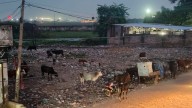 Delhi-Chandigarh flight returns due to unusual bird activity at airport