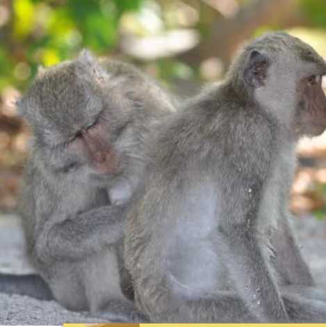 Ratifican al macaco de cola larga como especie en peligro de extinción y se abre un polémico debate científico