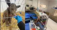 Así la recuperación de la osa Mina tras tres semanas de rehabilitación (VIDEO)