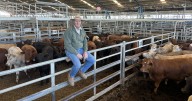Forbes store cattle sale October full results and breakdown