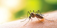 Científicos desarrollaron un hongo que atrae y elimina mosquitos: las claves del avance