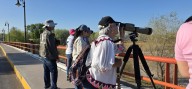 Observan grupo cercano a 100 pelícanos, patos, águilas pescadoras y más especies en Meoqui