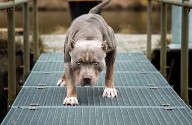 La Rioja. Colombiano fue atacado por un perro Pitbul cuando golpeaba las manos en una vivienda: Sufrió heridas en sus genitales y en un dedo
