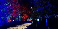 Harry Potter: A Forbidden Forest Experience brings magic to the Tri