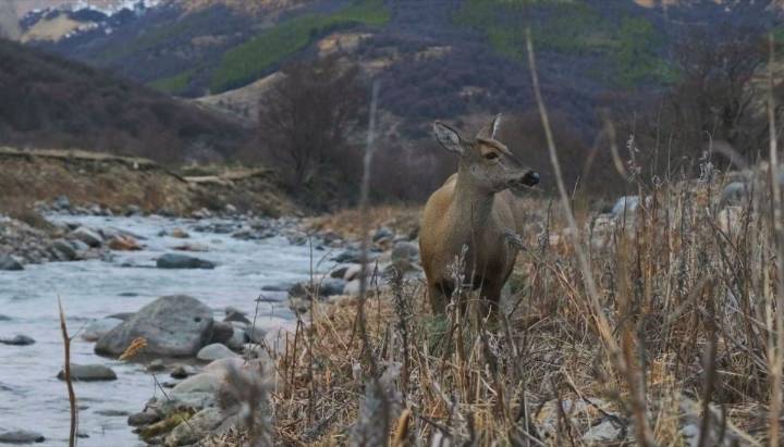 Inauguran hospital exclusivo para huemules en Aysén