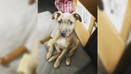 South Carolina Couple Adopts Pit Bull Mix And Finds A Bond Deeper Than They Ever Expected