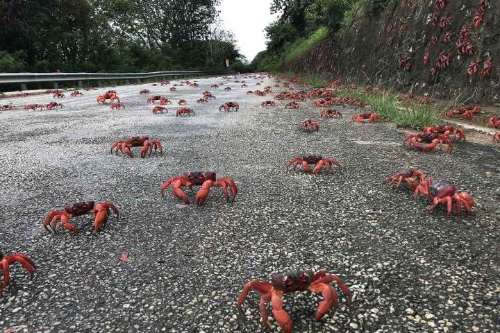 Red Crab Migration Begins on Christmas Island with an Estimated 100 Million Crabs