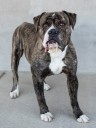 Longmont Humane Society Pet of the Week for Oct. 18, 2025