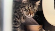 Redwood nonprofit launches $2.5M campaign to save cats