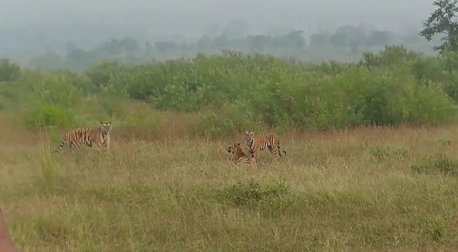 MP News: 3 Tiger Cubs Showcase Teamwork At Panna Tiger Reserve, Hunt Deer; Video Goes Viral