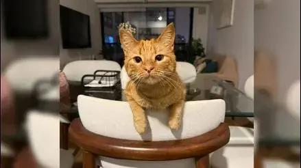 Surquillo: familia busca a su gatita Leia, desaparecida hace seis días