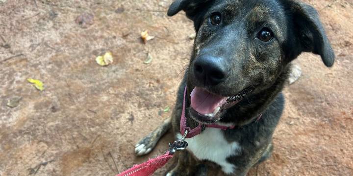 Pick a Pupkin! Adopt a Furry Friday dog for free this weekend!