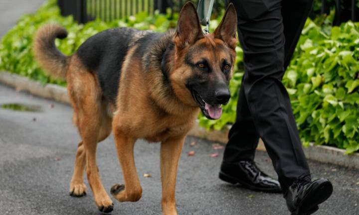 Got furbabies? Get a licence or pay Rs 5,000