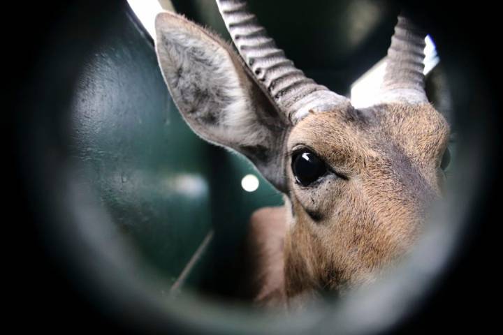 Reviving this African game reserve meant catching and transporting hundreds of wild animals