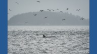 Scientists hope underwater fiber-optic cables can help save endangered orcas