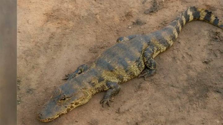 Apareció otro yacaré en Embarcación y sospechan de un criadero clandestino