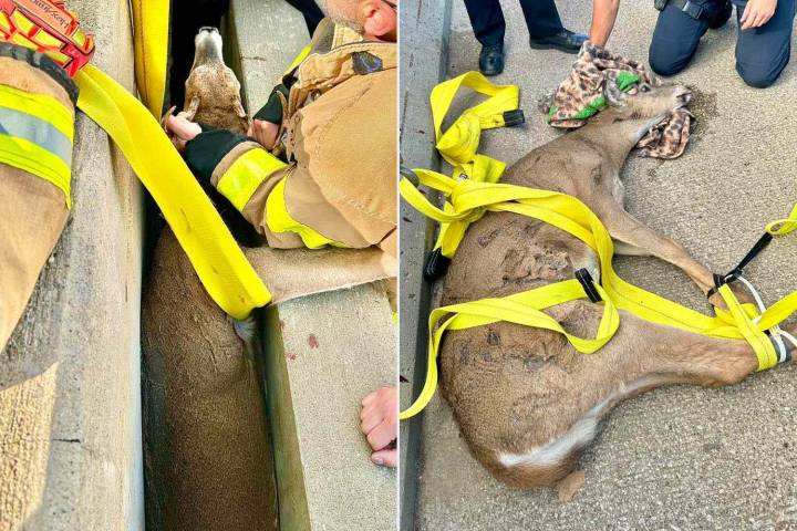 Michigan Officials Rescue 'Inescapably Wedged' Deer Trapped Between Highway Barriers
