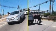 Pedían que se detuviera y no hizo caso: Video muestra a conductor arrastrando caballo amarrado a su vehículo en Coquimbo
