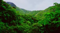 Por primera vez un bosque pasa de absorber CO2 a generarlo