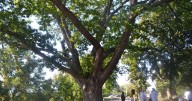 ‘A living piece of our history’: 400-year-old oak tree in Niagara