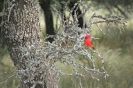 Realizan avistaje de aves en las reservas provinciales de Parque Luro y Pichi Mahuida