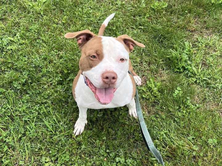 CNY SPCA Pet of the Week: Stallone will knock you out