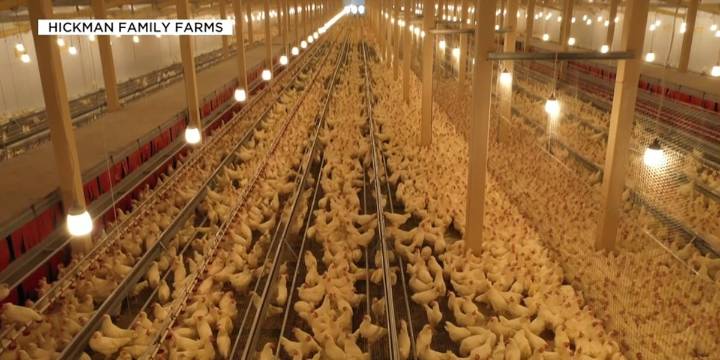 Hickman’s Family Farms working to rebound from bird flu culling