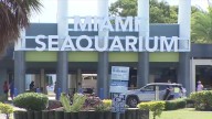 For longtime Miami Seaquarium visitors, a ‘bittersweet’ farewell to marine park beset with controversy