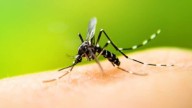 Jammu And Kashmir Sees Drop In Dengue Count With 1,482 Cases Reported Till October 7, But Officials Remain Vigilant