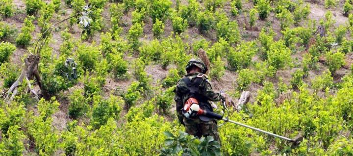 ONU aplicará “otros modelos” para medir la producción de cocaína en Colombia