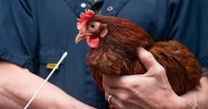Bismarck City Commission To Consider Backyard Chickens