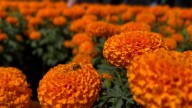 Agricultores de la flor de cempasúchil comparten el proceso de producción para adornar la fiesta del Día de Muertos en México