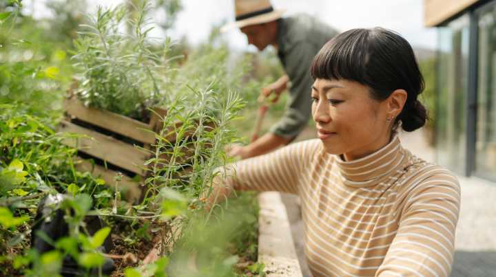 The Common Herb That Can Help Reduce Stress, Protect Your Immune System, And Fight Infections