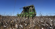 Georgia farmers will get $531M in Hurricane Helene aid, but the deal's not done yet