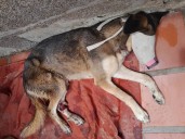 Un cáncer daña la vida de la perrita “Pamela”