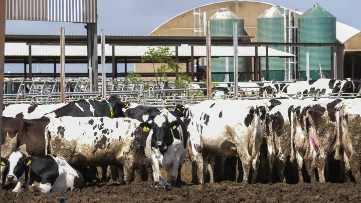 Canarias sigue de cerca la dermatosis nodular que afecta al ganado